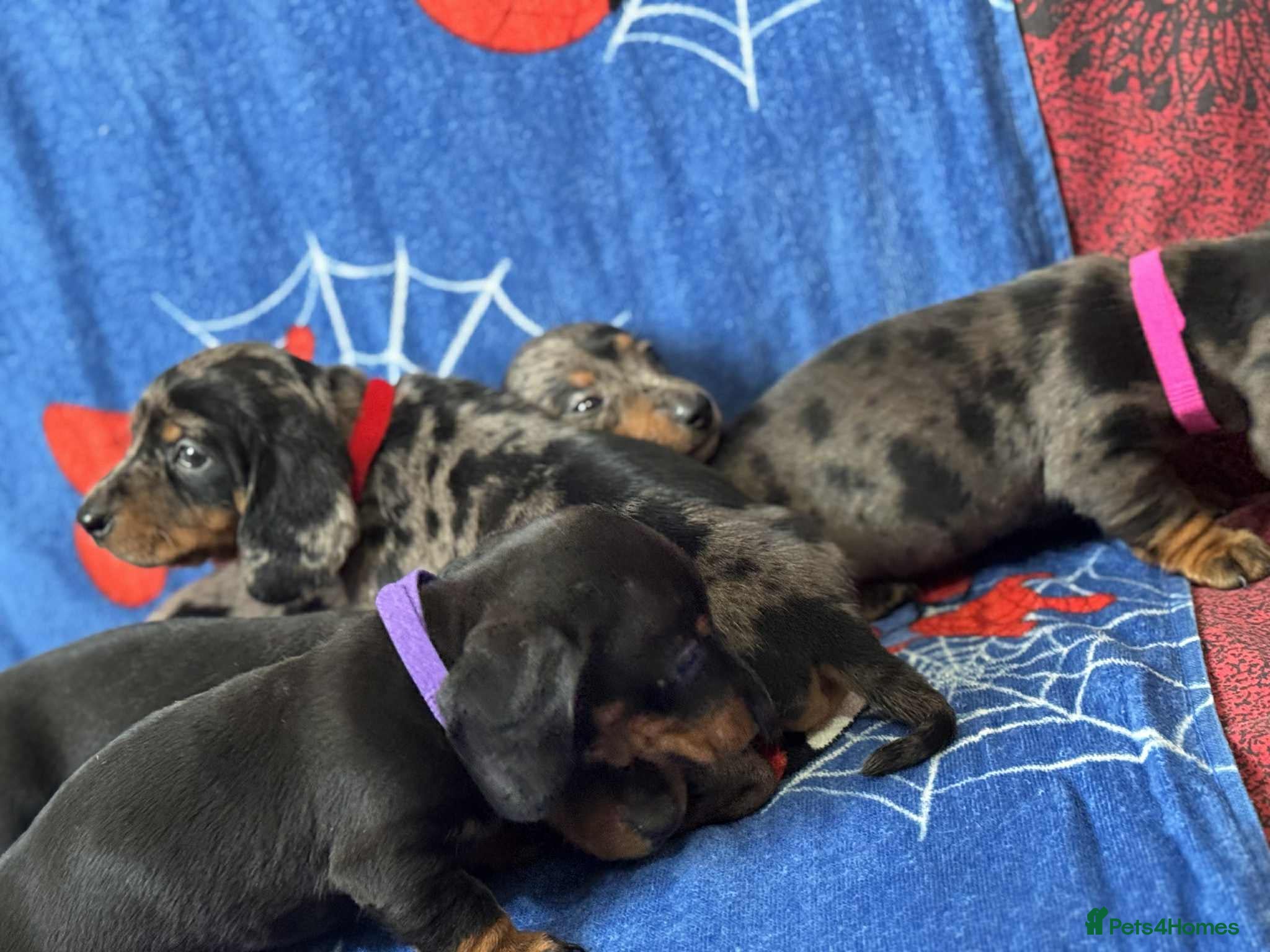Miniature Dachshund dogs Puppies 🐶  - Advert 16
