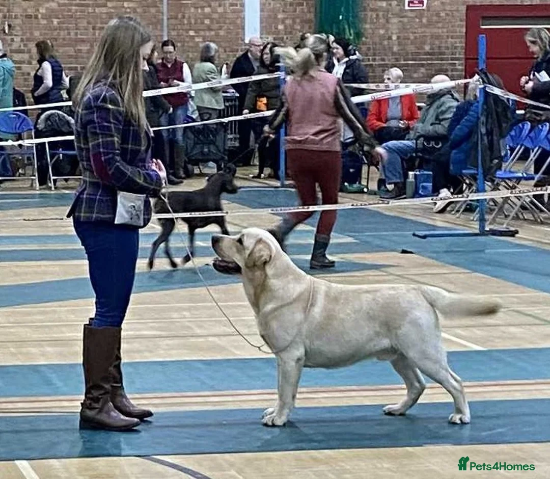 Labrador Retriever dogs for stud: Exelby Botis @Meadowline - Advert 2