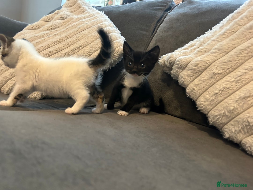 Mixed Breed cats for sale: 6 beautiful kittens ready too go  - Advert 20