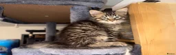 Maine Coon cats for sale: Gorgeous Maine Coon X Kittens Ready Now! 🐾 - Advert 13