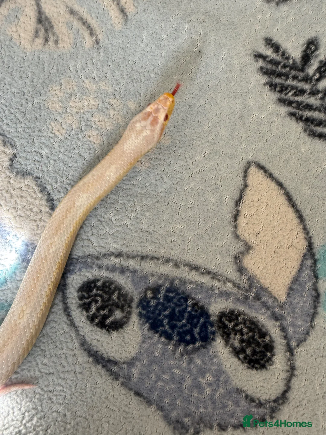 Corn Snake reptiles for sale: Corn snake  in Bradford - Advert 2