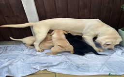 Labrador Retriever dogs for sale: 4 adorable KC reg puppy labradors ready to go  - Image 6
