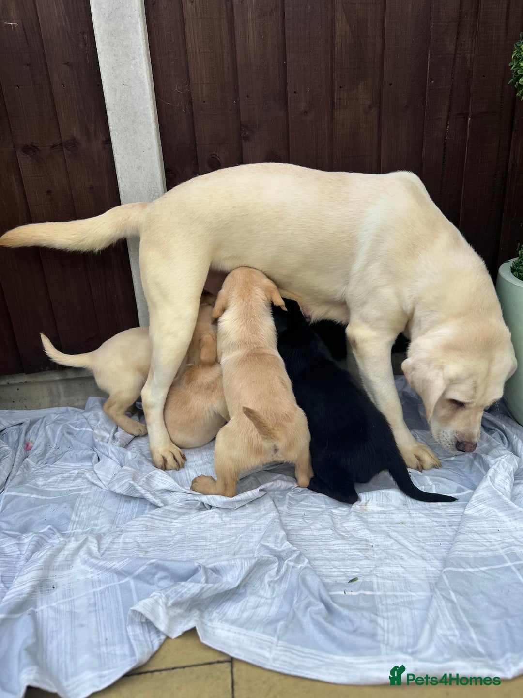 Labrador Retriever dogs for sale: 4 adorable KC reg puppy labradors ready to go  - Image 6