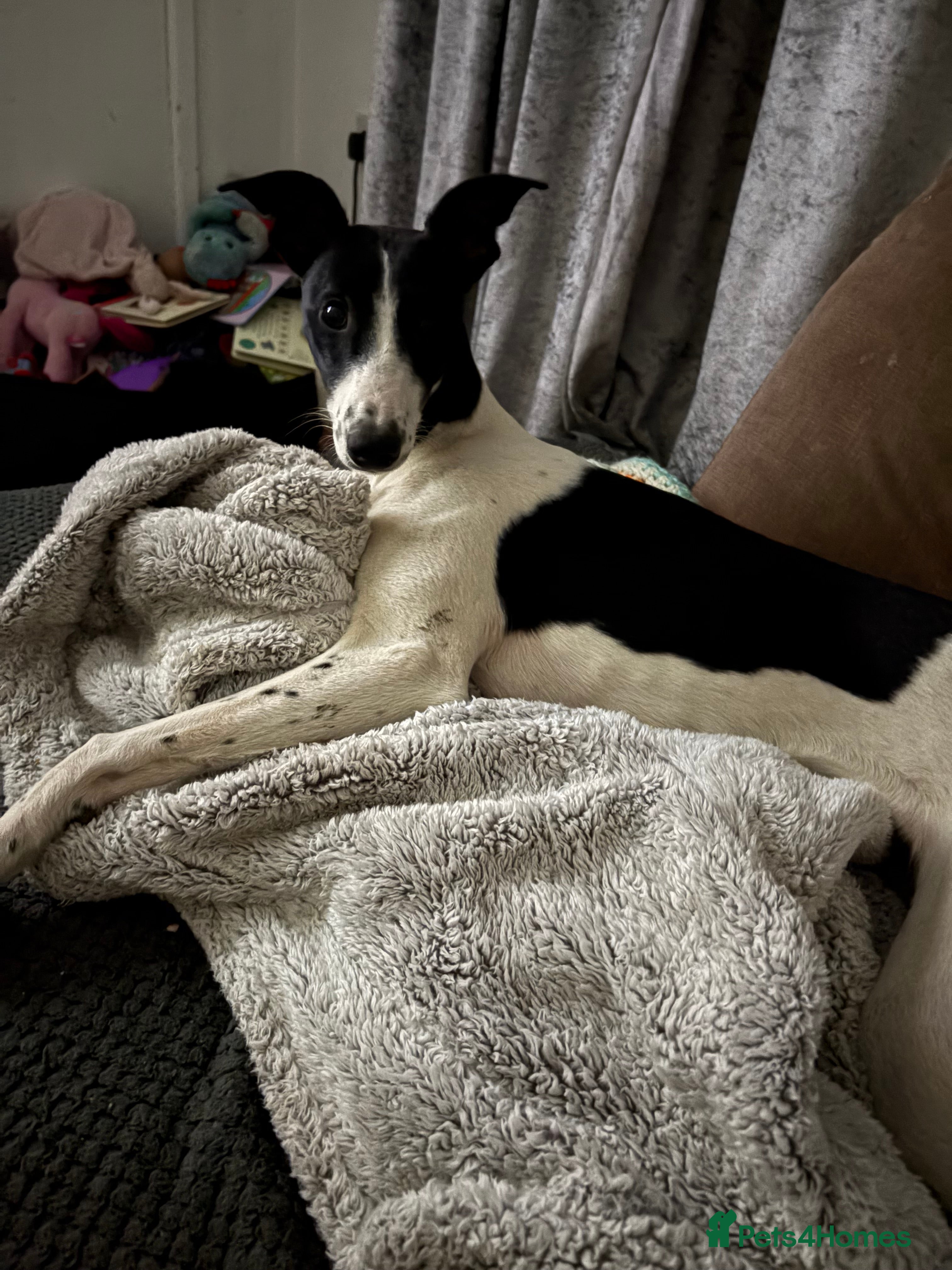 Mixed Breed dogs Luna 8 month old female  - Advert 2