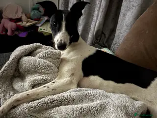 Mixed Breed dogs Luna 8 month old female - Advert 2