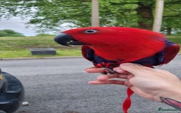 Parrots birds for sale: Eclectus Parrot  - Image 6
