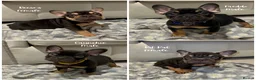 French Bulldog dogs for sale: Chocolate & Tan & Rojo Frenchies KC registered - Advert 1