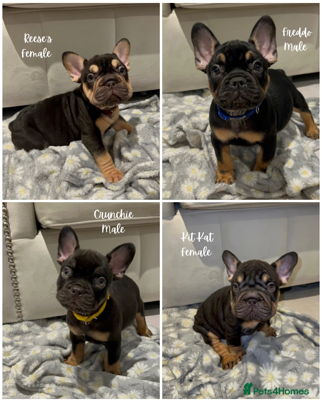 French Bulldog dogs for sale: Chocolate & Tan & Rojo Frenchies KC registered - Advert 1