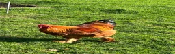 Chickens poultry for sale: Plymouth Rock x cockerels in Honiton - Advert 9