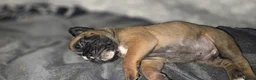 Boxer dogs for sale: Kc boxers - boy and girl are looking for 🏡 - Advert 14