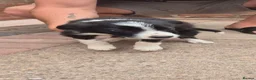 Border Collie dogs for sale: Farm bred border collies  - Advert 9