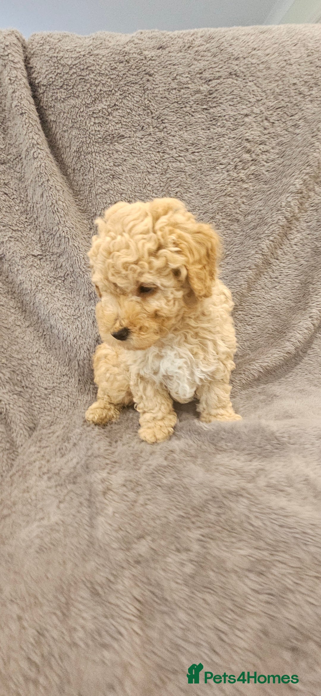 Toy Poodle dogs for sale: Beautiful Toy Poodle Puppies - Advert 19