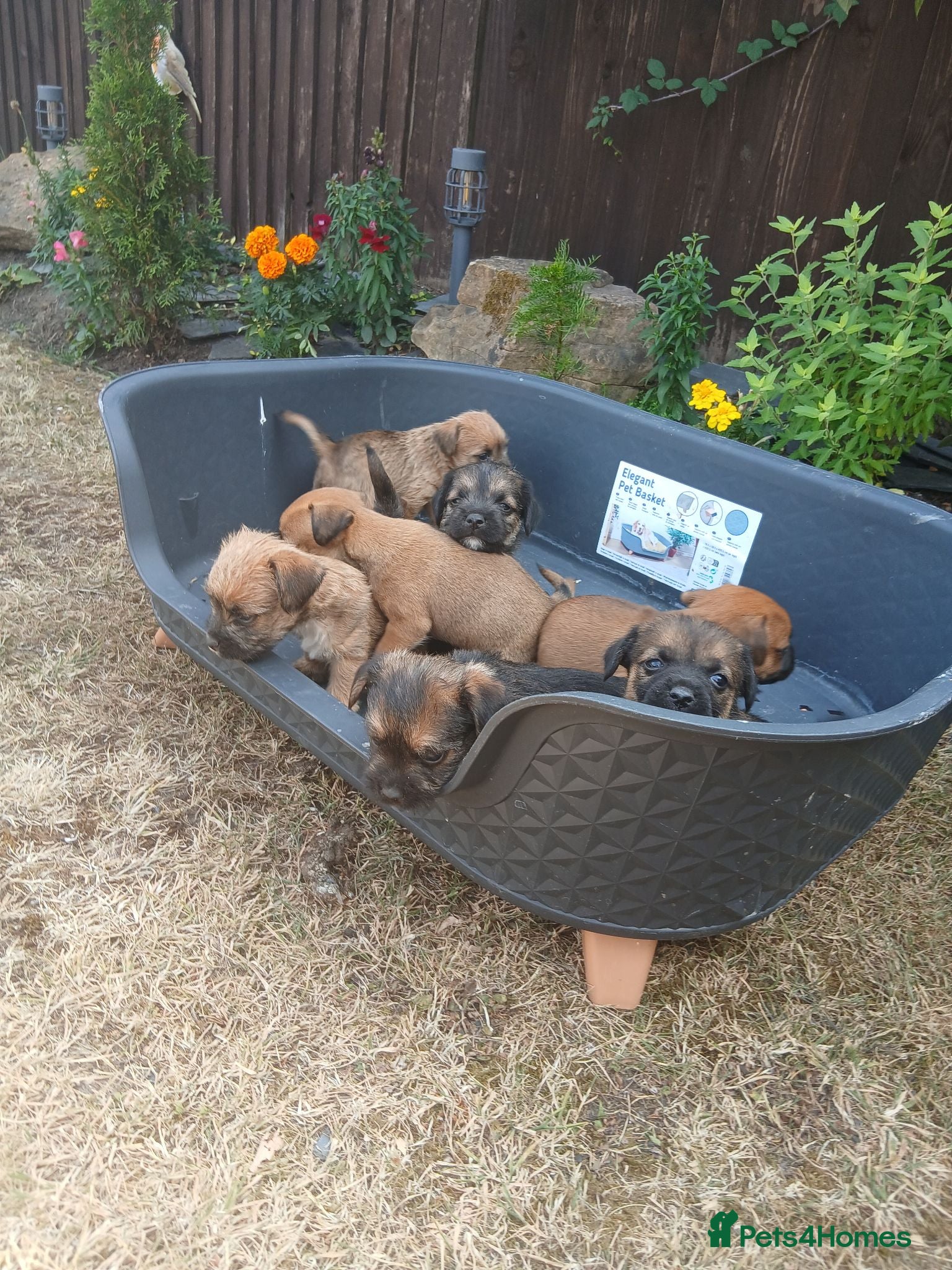 Border Terrier dogs Beautiful Border Terrier Puppies  - Advert 18