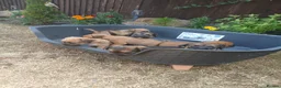 Border Terrier dogs for sale: Beautiful Border Terrier Puppies  - Advert 1