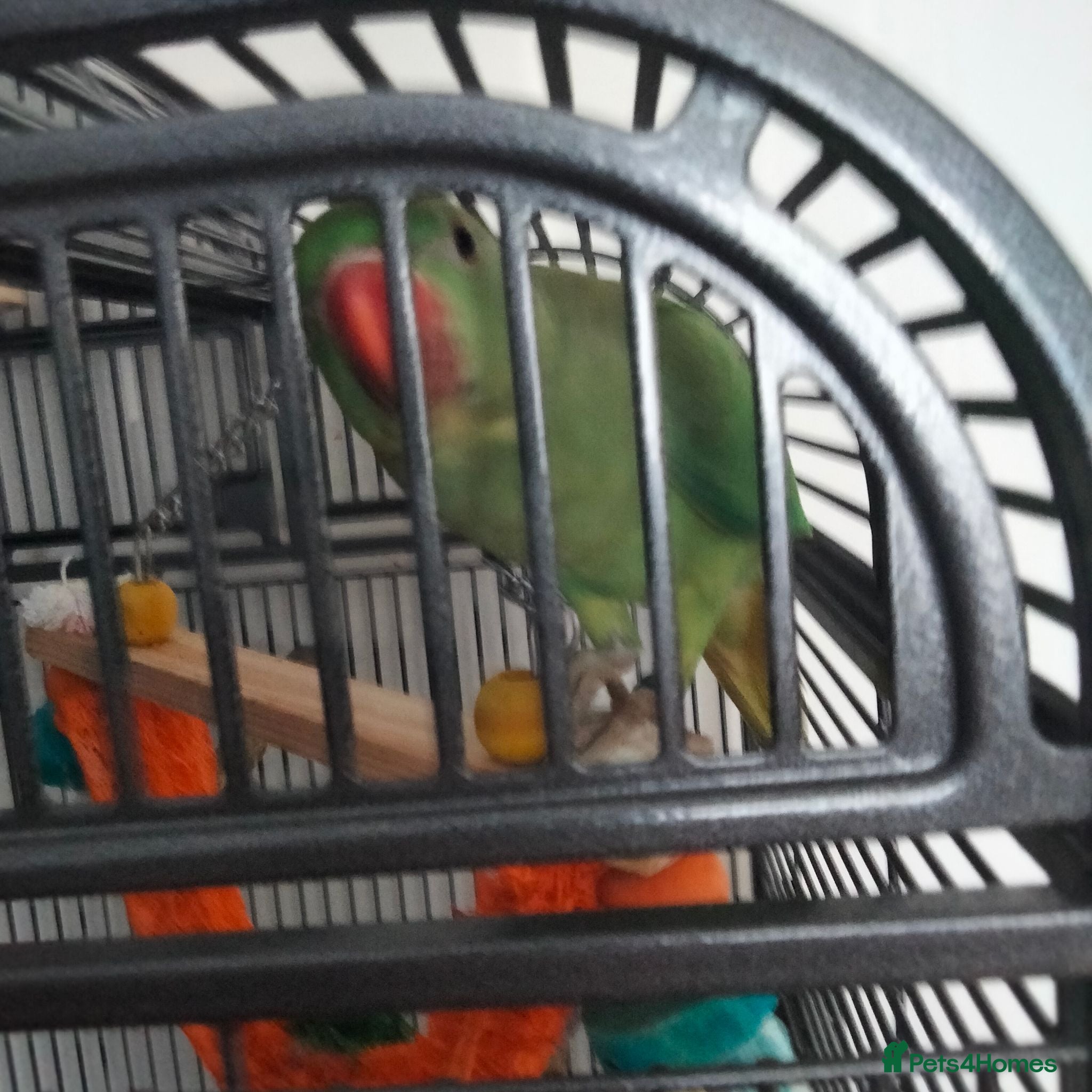 Parakeets birds Indian ring neck parrot  - Advert 1