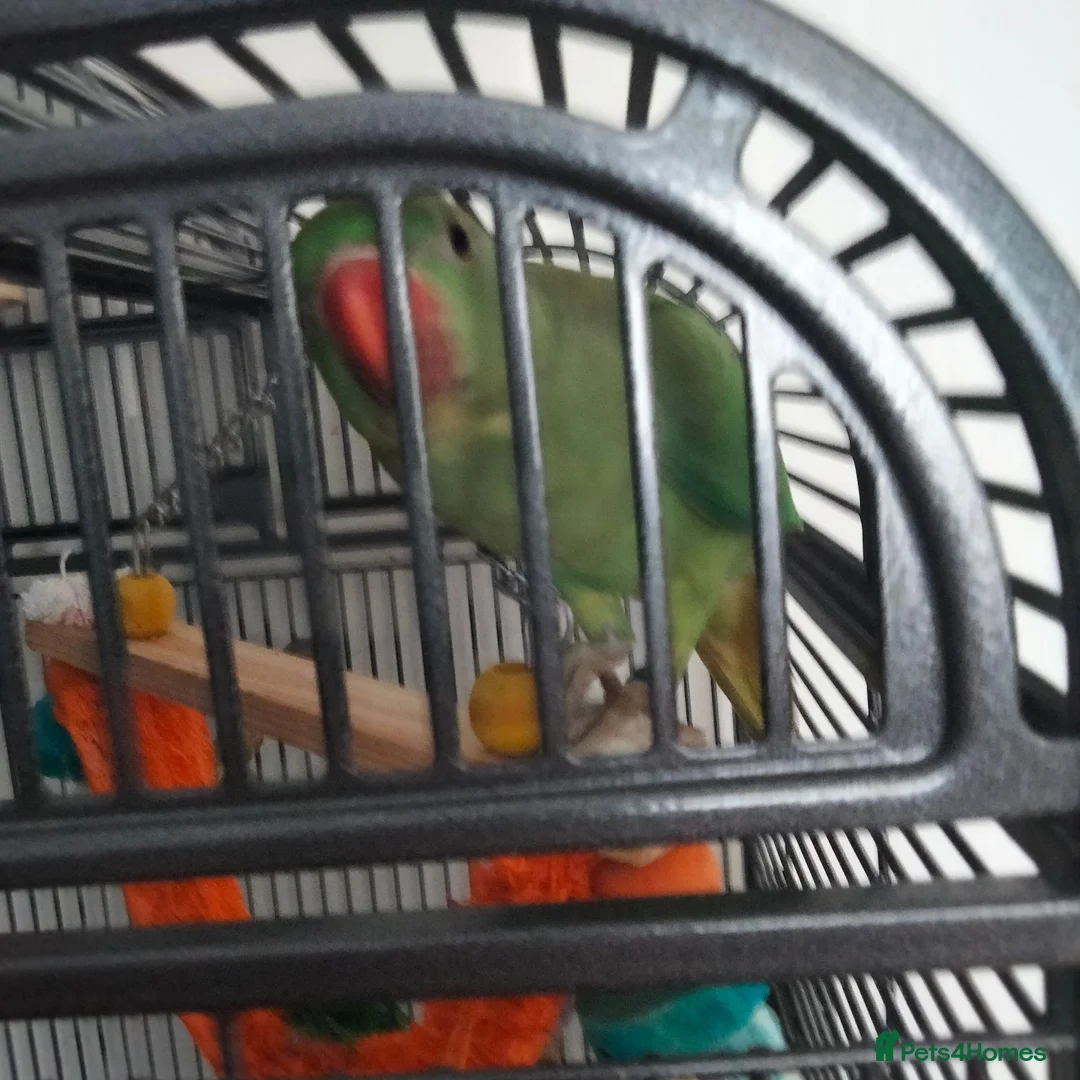 Parakeets birds for sale: Indian ring neck parrot  - Advert 1