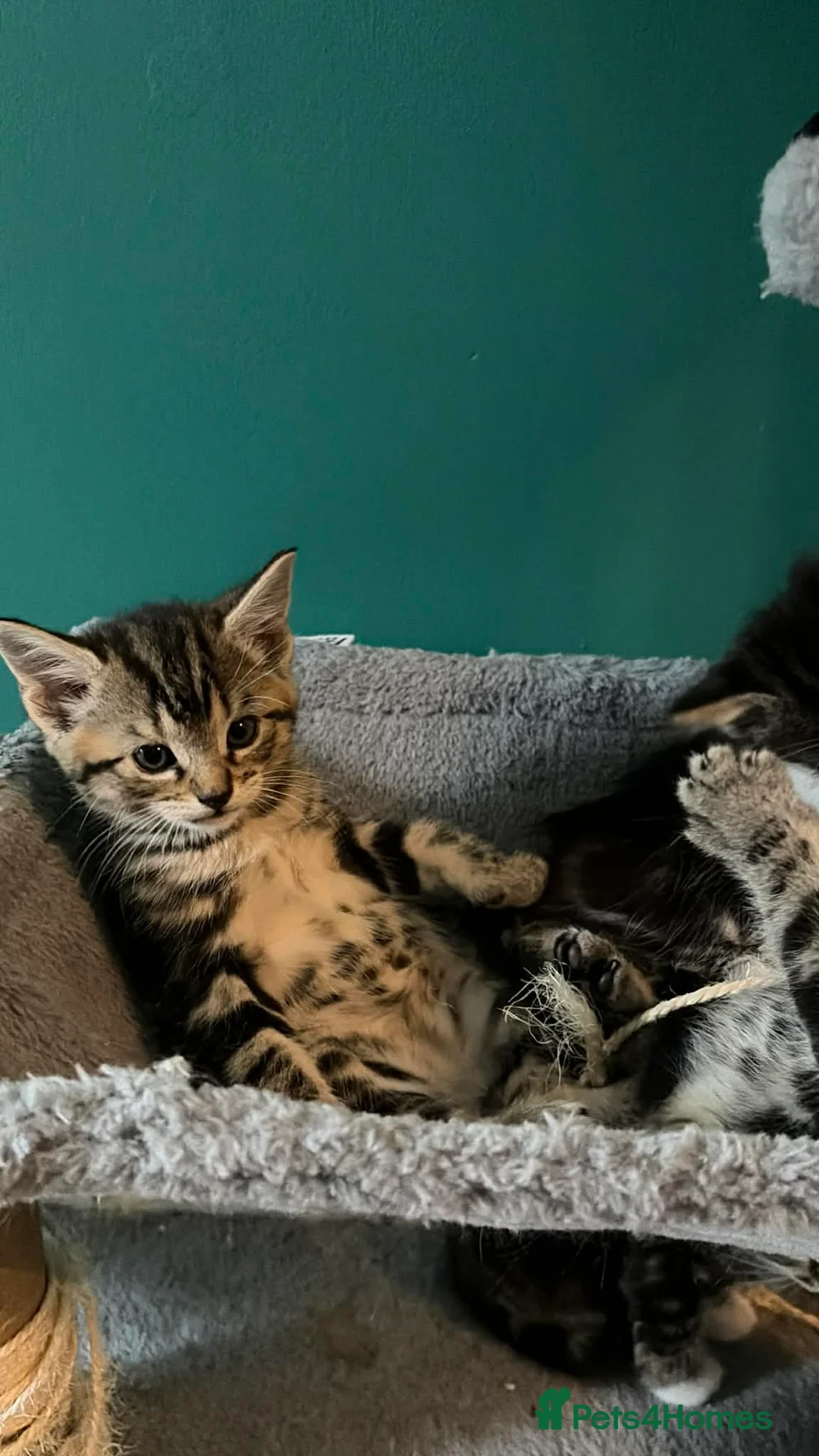 Norwegian Forest Cat cats for sale: Norwegian forest cat mixed - Advert 2