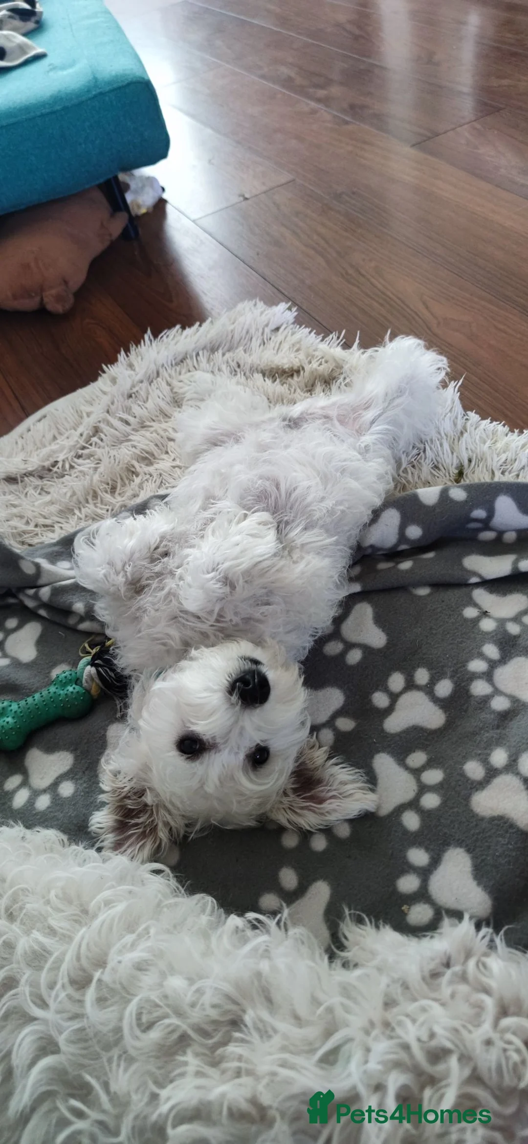 Miniature Schnauzer dogs for sale: *2 left* KC Reg White Miniature Schnauzer Puppies - Advert 2