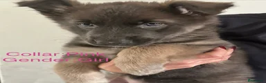 German Shepherd 8