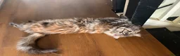 Maine Coon cats for sale: 🐾 Beautiful Maine Coon Girl – Rosie 🐾 - Advert 13