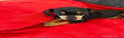Dachshund dogs for sale:  DASCHUNDS ALL REHOMED - Advert 2