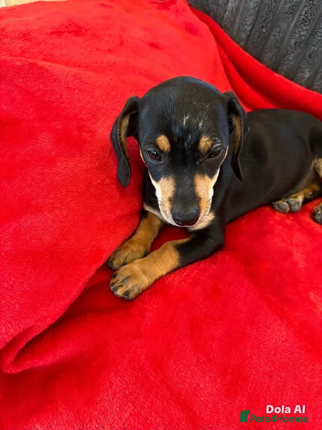 Dachshund dogs for sale:  DASCHUNDS ALL REHOMED - Advert 2