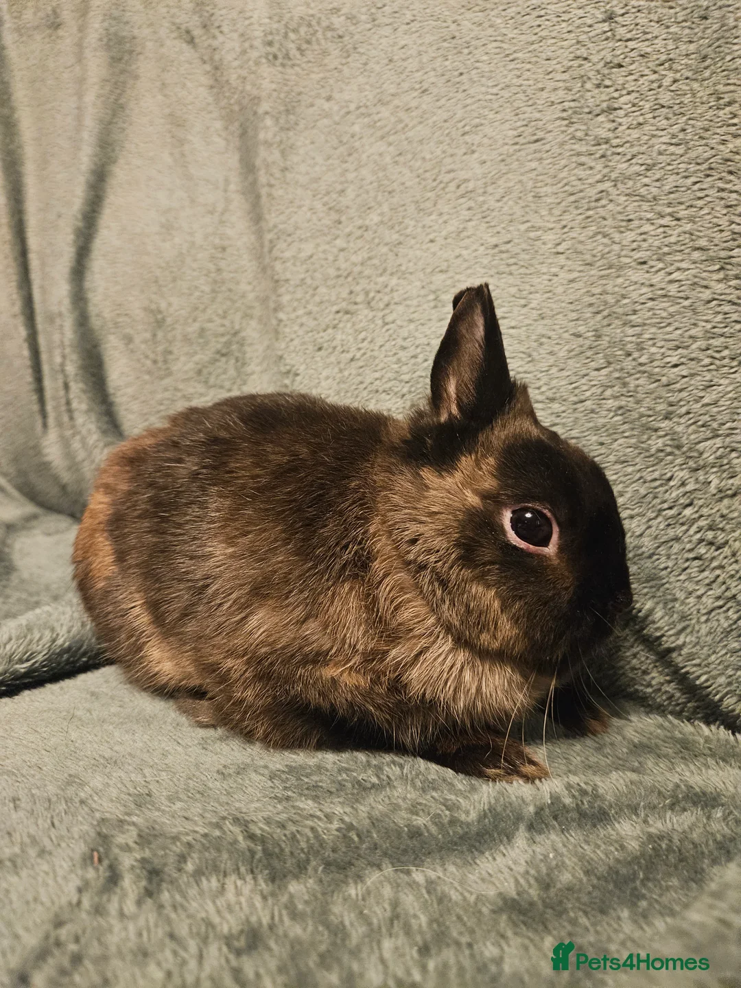 Mixed Breed rabbits for sale: Netherland Dwarf sable buck* last one left** - Advert 9