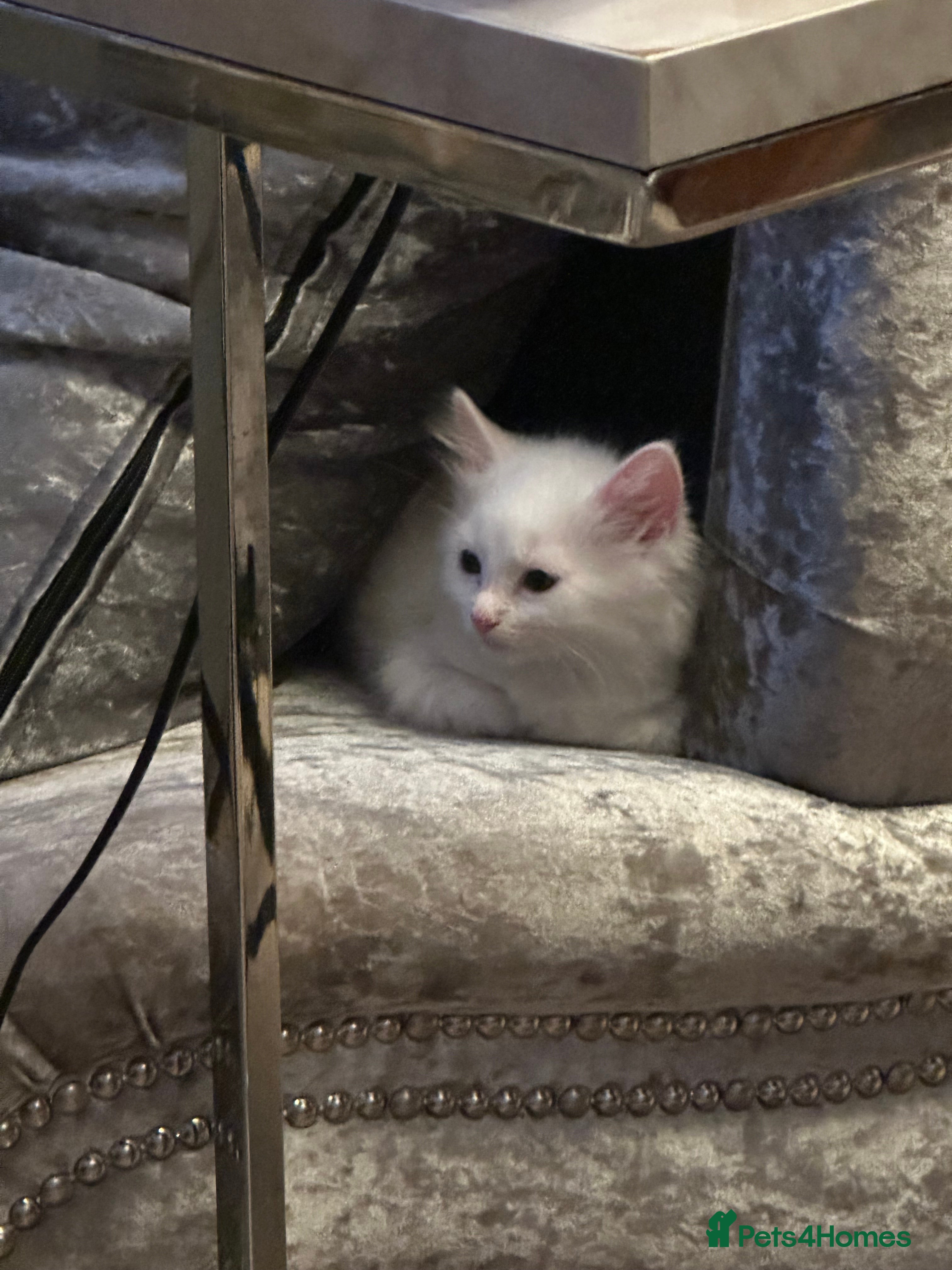 Turkish Angora cats Turkish angora kittens  - Advert 2