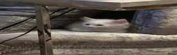 Turkish Angora cats for sale: Turkish angora kittens  - Advert 2