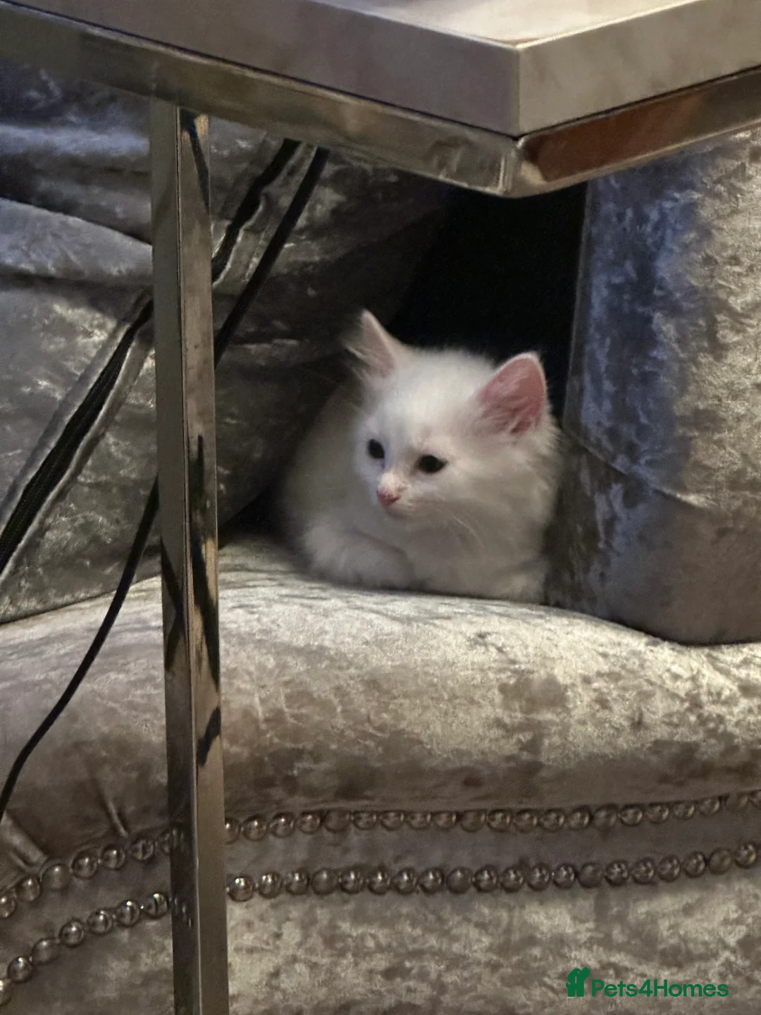 Turkish Angora cats for sale: Turkish angora kittens  - Advert 2