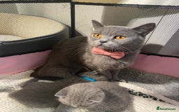 British Shorthair cats for sale: Stunning British short hair GCCF/TICA - Advert 12