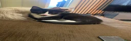 Mixed Breed cats for sale: Beautiful kittens  - Advert 3
