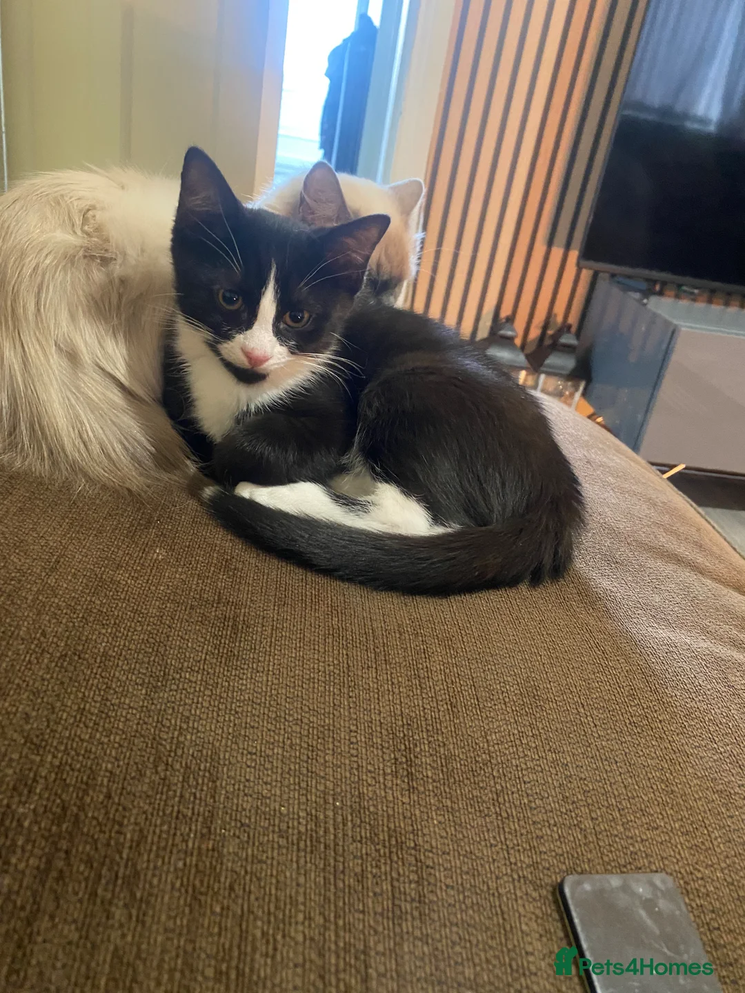 Mixed Breed cats for sale: Beautiful kittens  - Advert 3