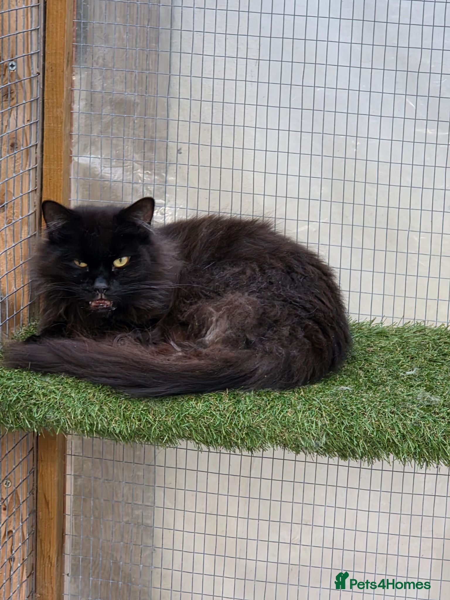 Maine Coon cats Black maine coone cat - Advert 1