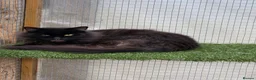 Maine Coon cats for sale: Black maine coone cat - Advert 1