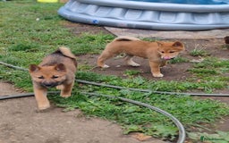 Japanese Shiba Inu dogs for sale: Shiba Inu Girls Puppies - Image 5