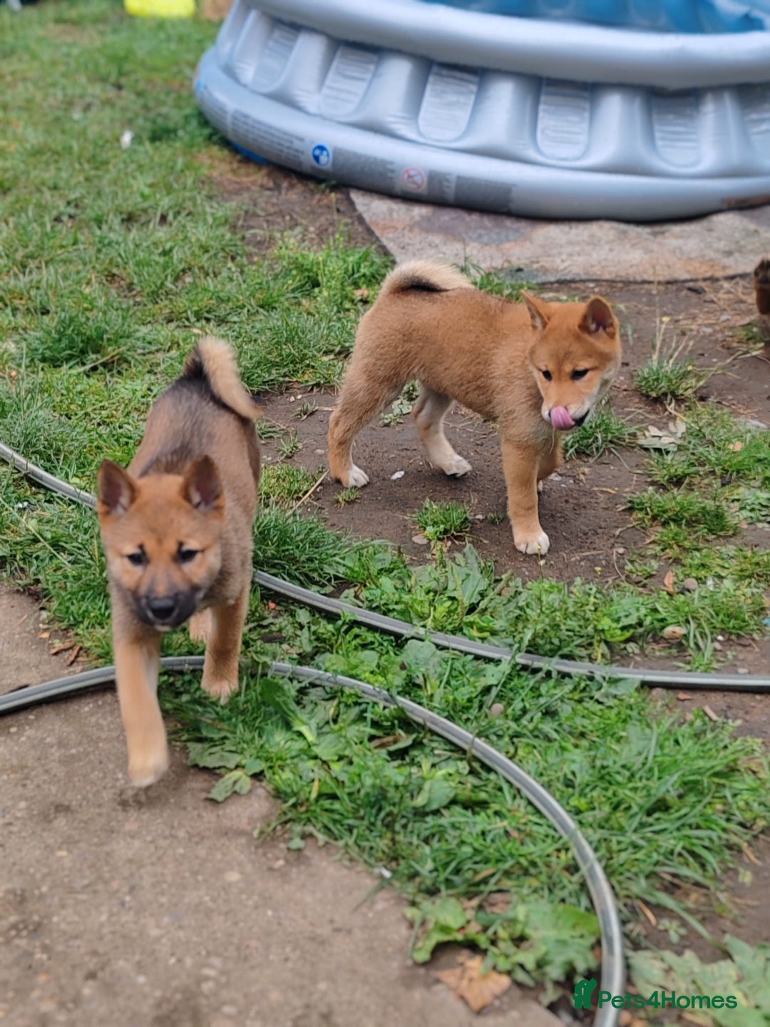 Japanese Shiba Inu dogs for sale: Shiba Inu Girls Puppies - Image 5