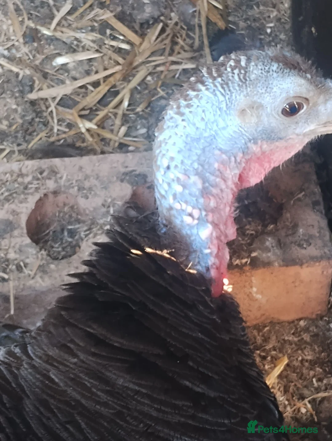 Turkeys poultry for sale: Norfolk bronze turkey females laying  - Advert 2