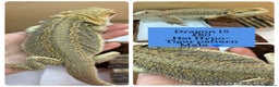 Bearded Dragon reptiles for sale: Baby Hypo Bearded Dragons - Advert 15