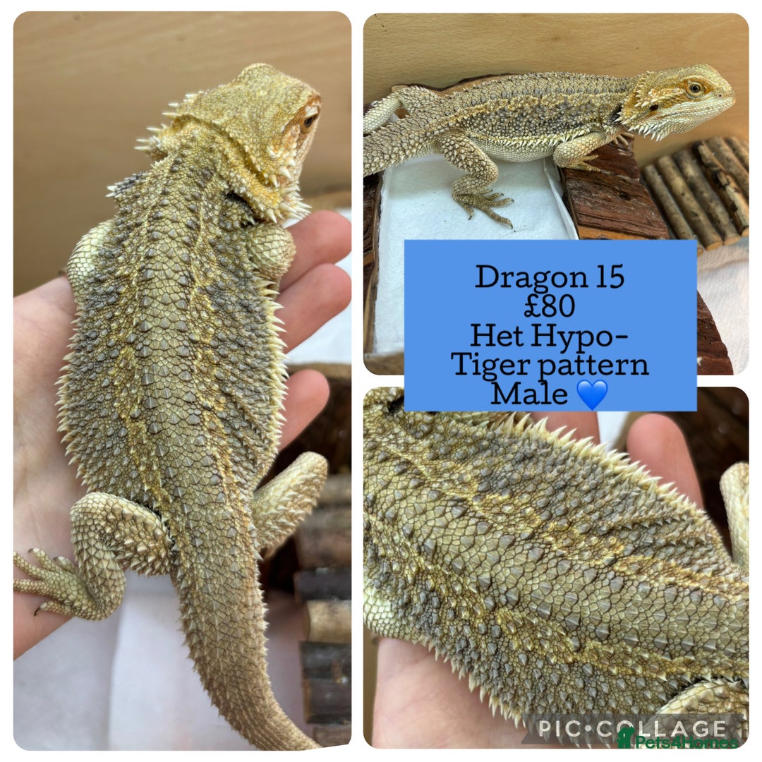 Bearded Dragon reptiles for sale: Baby Hypo Bearded Dragons - Advert 15