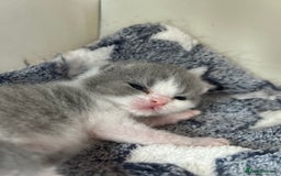British Shorthair cats for sale: Blue bio-colour girl - Image 8