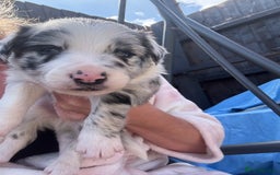 Border Collie dogs for sale: Fluffy long coat Blue merle border collie puppies - Image 5