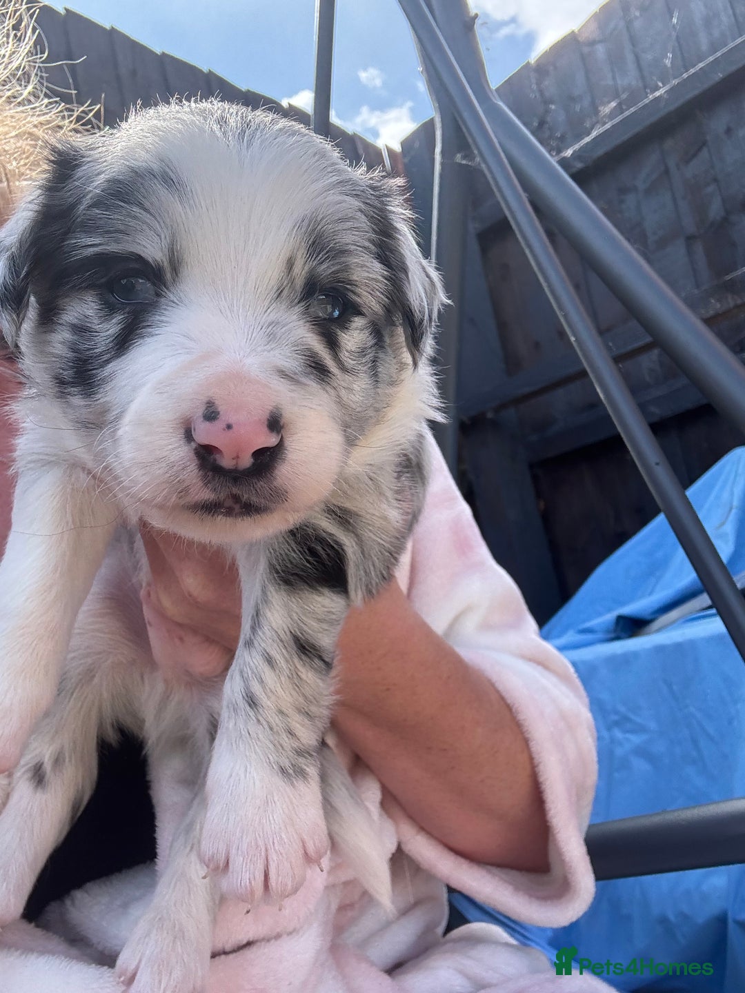 Border Collie dogs for sale: Fluffy long coat Blue merle border collie puppies - Image 5