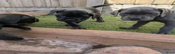 Cane Corso dogs for sale: Cane corso puppies  - Advert 12