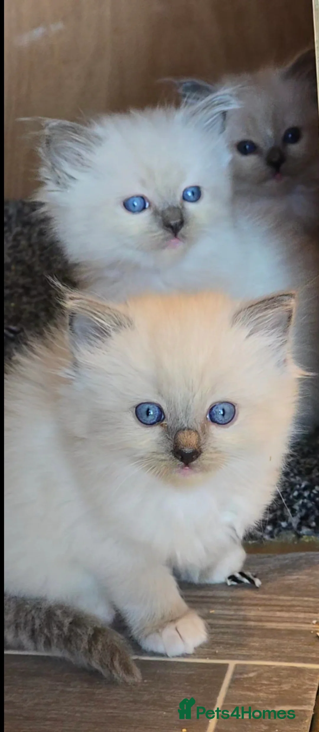 Ragdoll cats for sale: Tica registered Ragdolls - Advert 19