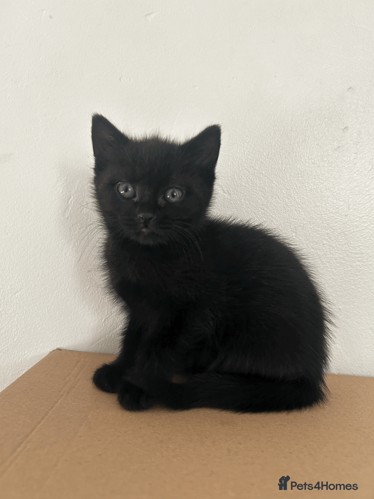 European cats 7 beautiful tabby/black kittens - Advert 2