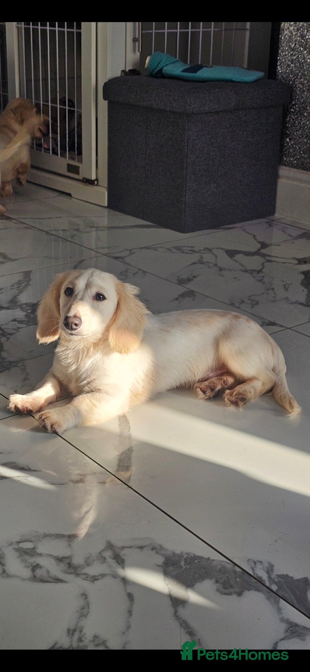 Miniature Dachshund dogs for sale: Miniature Dachshund cream piebald long-haired  - Advert 13