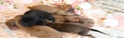 Miniature Dachshund dogs for sale: KC Longhair Miniature Dachshund Puppies - Advert 9