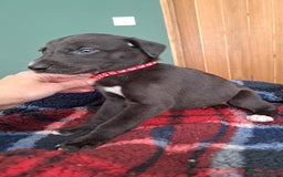 Greyhound dogs for sale: Irish Greyound Puppies  - Image 15