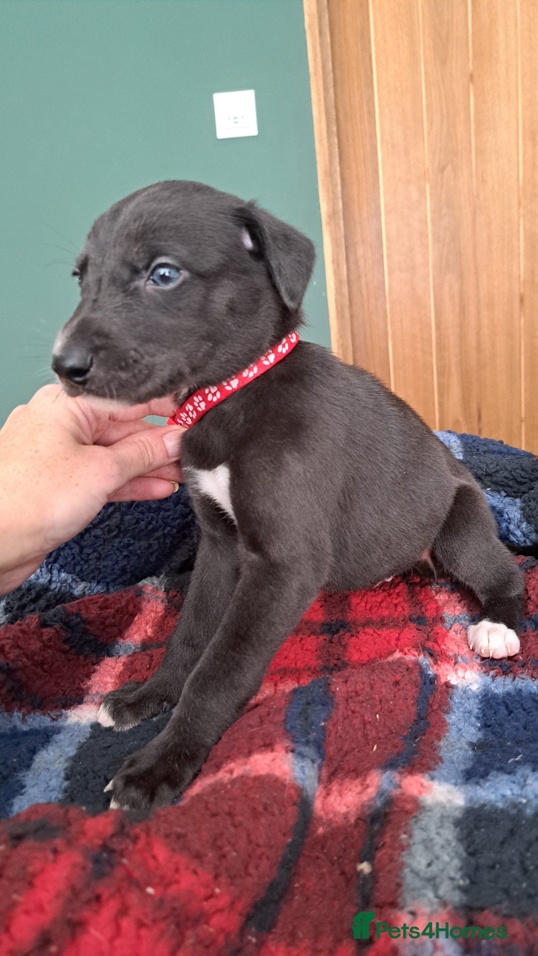 Greyhound dogs for sale: Irish Greyound Puppies  - Image 15
